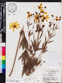 Coreopsis major image