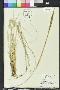 Spartina spartinae image