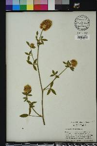 Trifolium vesiculosum image