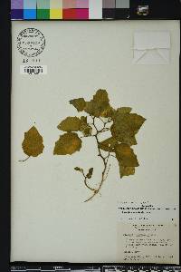 Physalis arenicola image