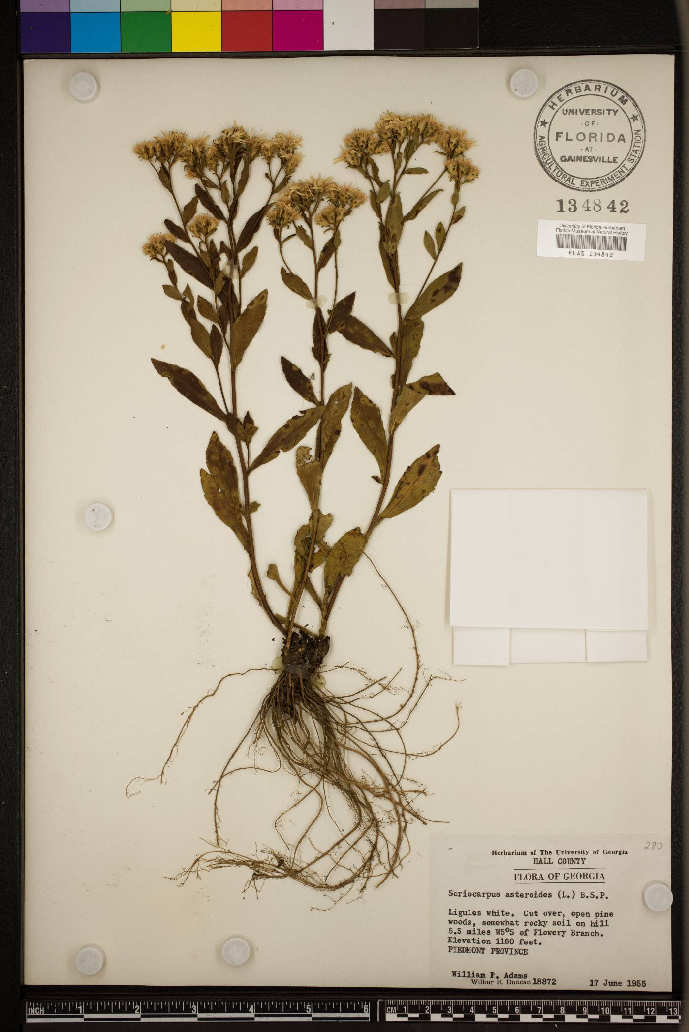 Sericocarpus asteroides image