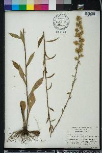 Solidago erecta image