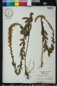 Solidago fistulosa image