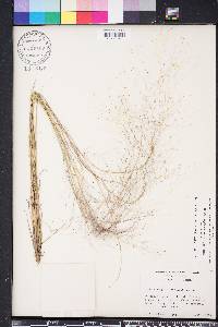 Muhlenbergia capillaris image