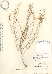 Dicerandra linearifolia var. linearifolia image