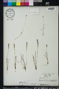 Plantago heterophylla image