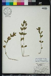 Dyschoriste oblongifolia image