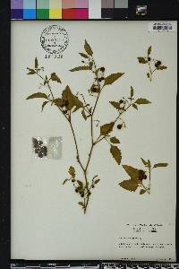 Solanum nigrum image