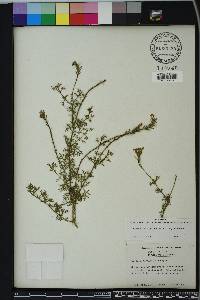 Glandularia aristigera image