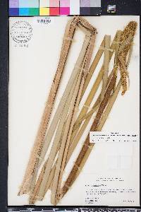 Typha domingensis image