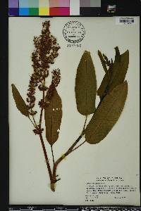 Rumex verticillatus image