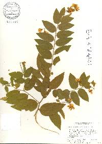 Securidaca diversifolia image