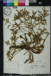 Limonium carolinianum image