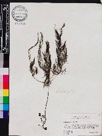 Utricularia foliosa image