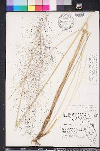 Muhlenbergia capillaris image