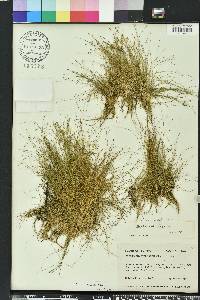 Eleocharis microcarpa image