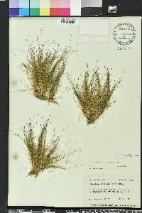 Eleocharis microcarpa image