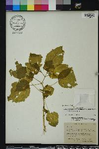 Physalis pubescens image