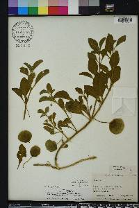 Physalis cinerascens var. spathulifolia image