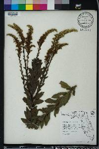 Solidago fistulosa image