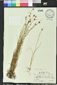 Rhynchospora fernaldii image