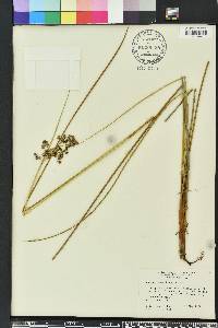 Juncus roemerianus image