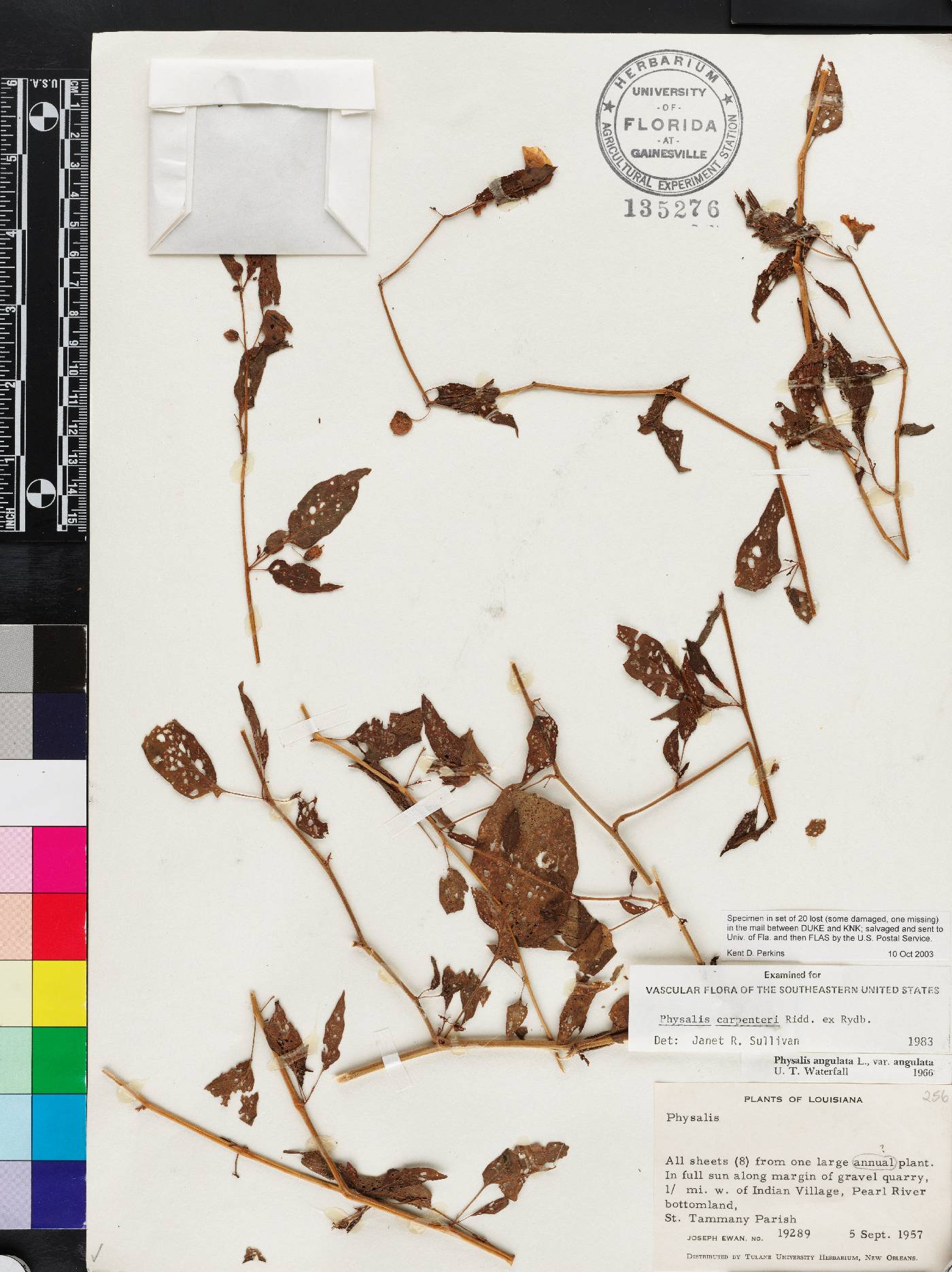 Calliphysalis carpenteri image