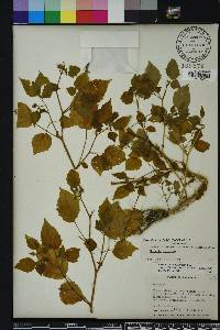 Physalis pubescens image