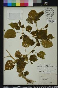 Physalis pubescens image