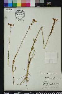 Physostegia purpurea image