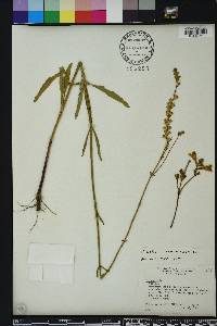 Physostegia purpurea image