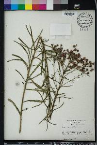 Vernonia angustifolia image