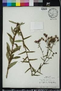 Vernonia angustifolia image