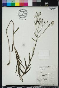 Vernonia blodgettii image