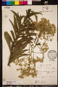 Eupatorium album image