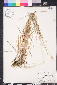 Bothriochloa saccharoides image