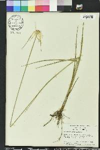 Rhynchospora latifolia image