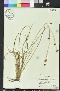 Rhynchospora fascicularis image