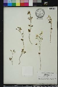 Oxalis corniculata image