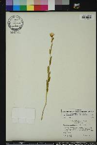 Piriqueta cistoides image