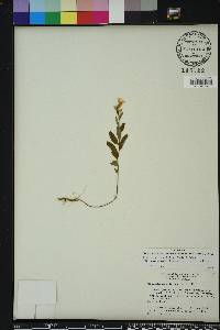 Piriqueta cistoides image