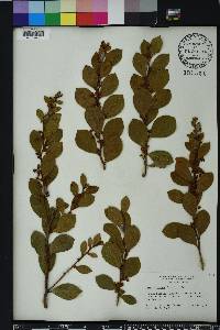 Lyonia lucida image