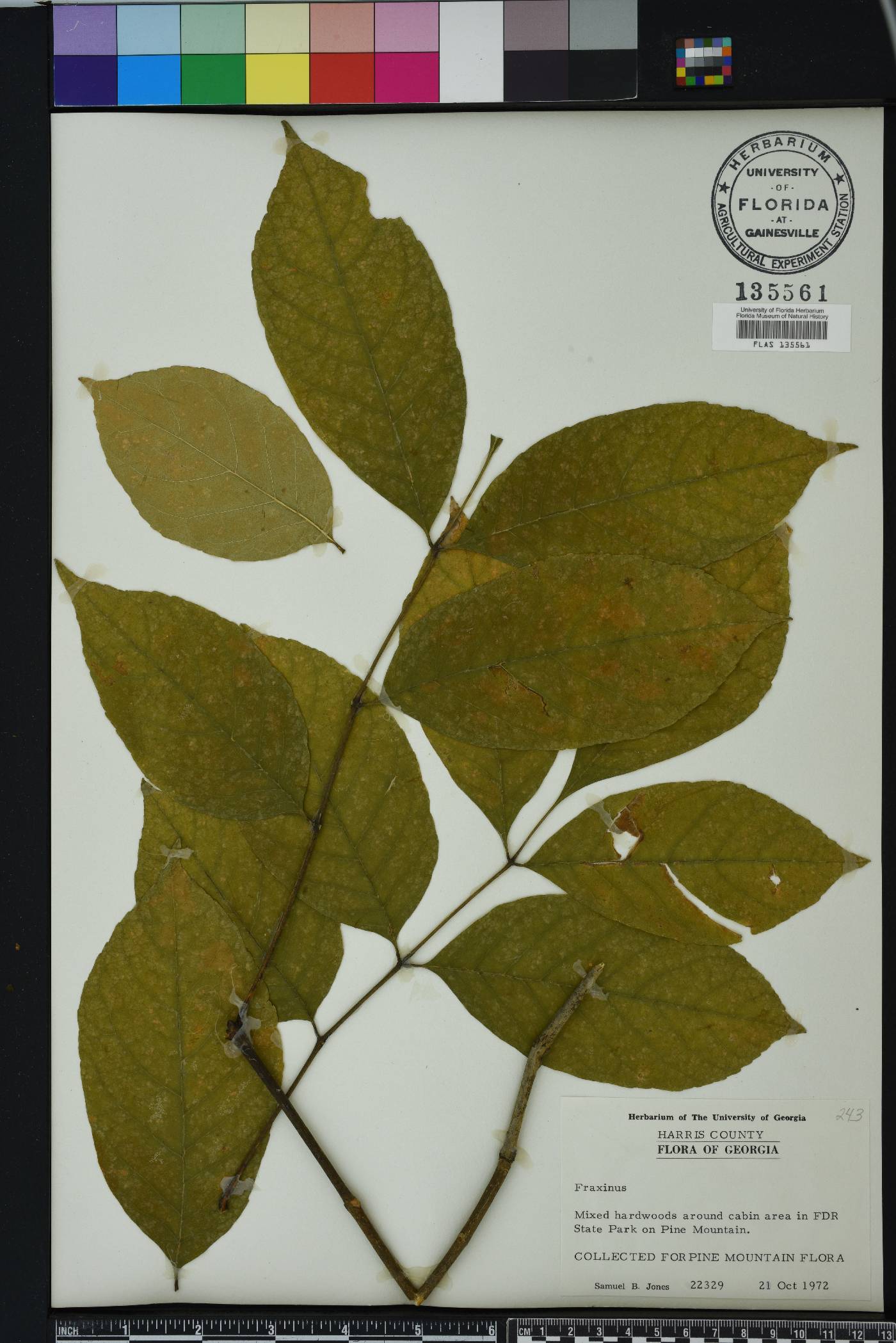 Fraxinus biltmoreana image