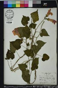 Ipomoea indica image