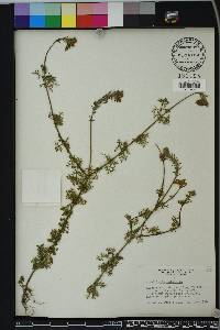 Glandularia aristigera image