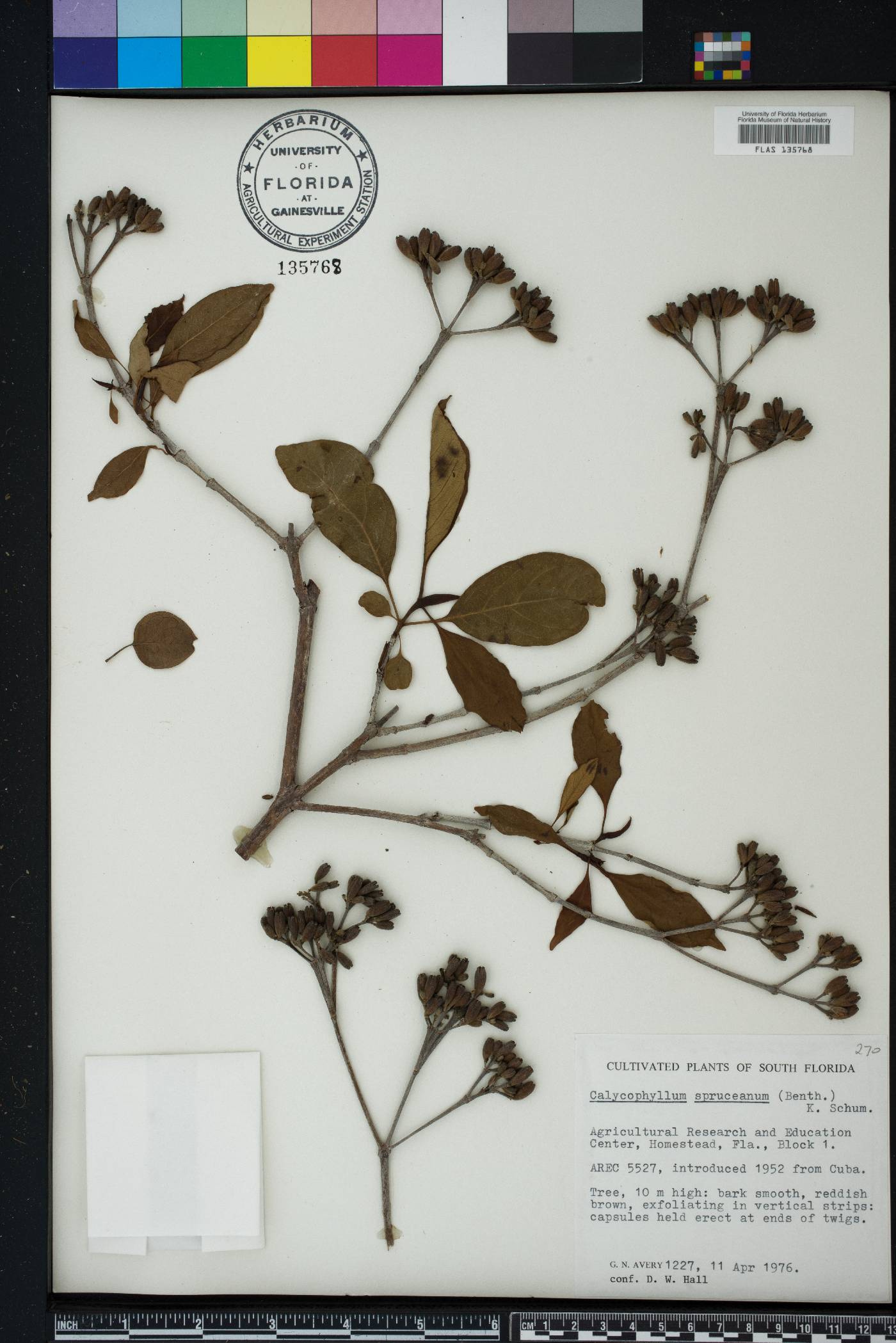 Calycophyllum image