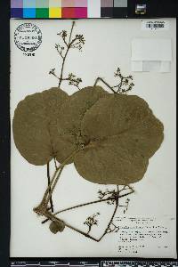 Polyscias scutellaria image