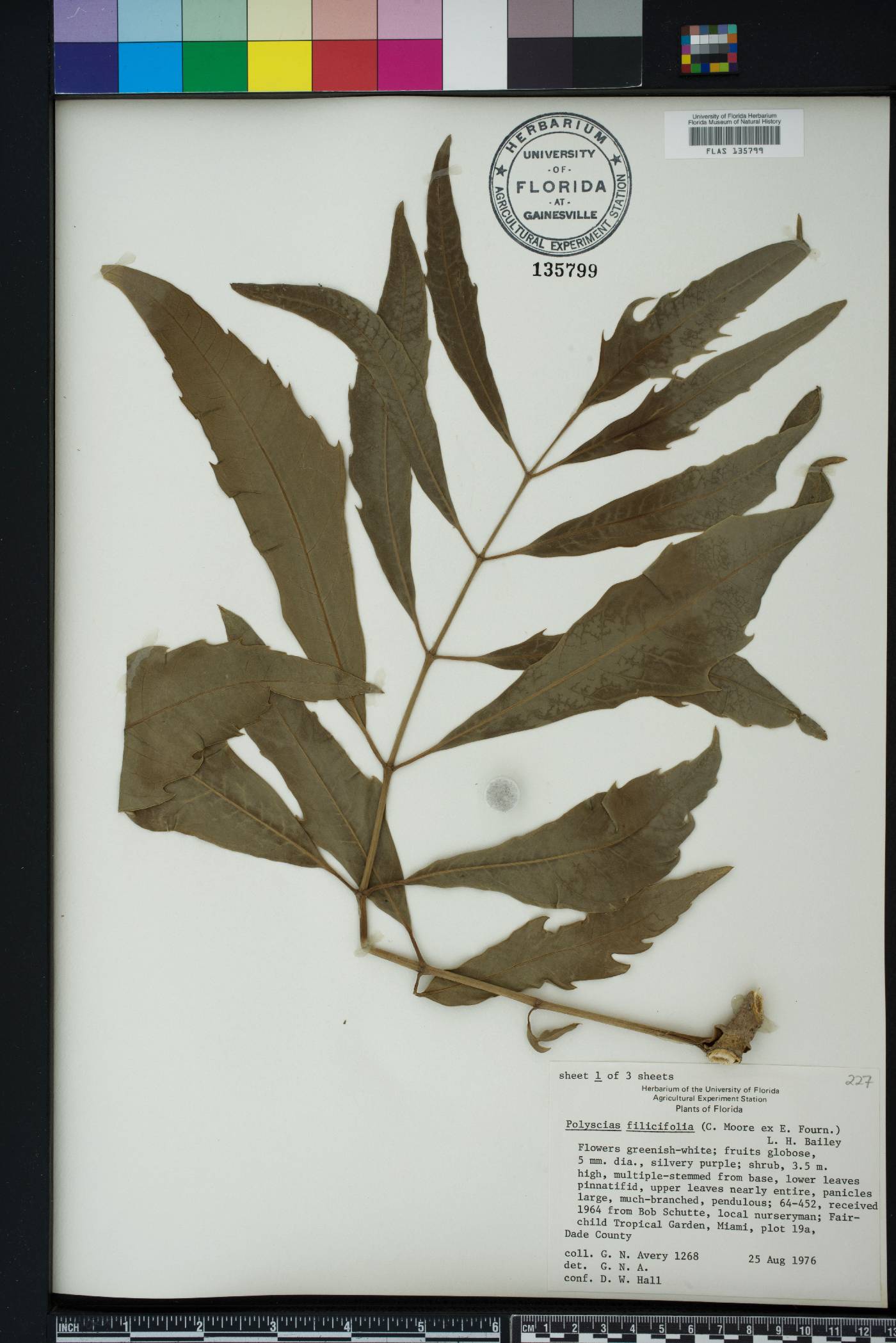 Polyscias cumingiana image