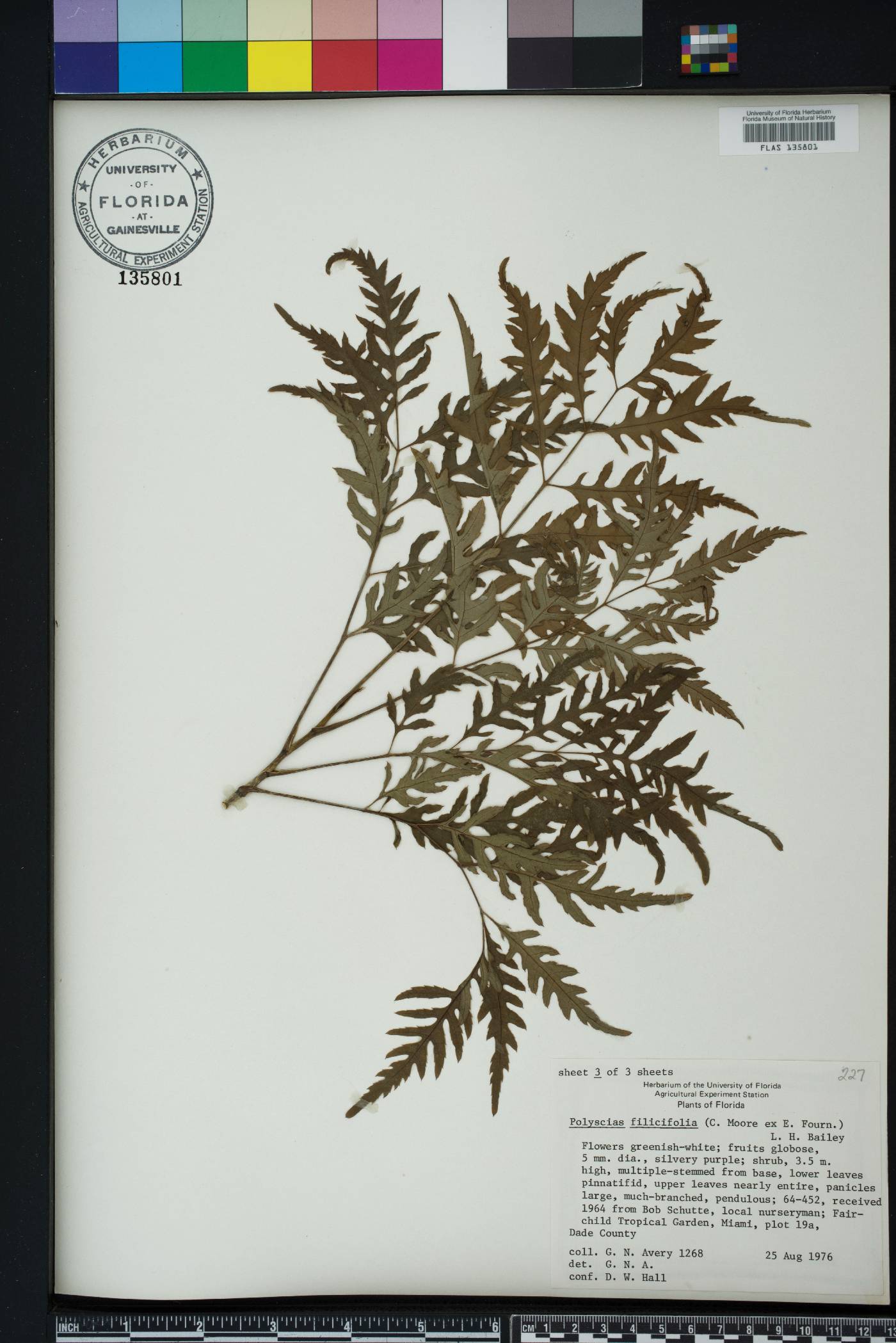 Polyscias cumingiana image