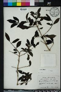 Morinda umbellata image